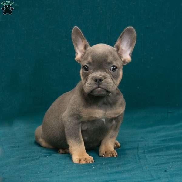 Calvin, French Bulldog Puppy